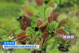 带你开眼界！这种植物，全身都能分泌黏液捕食昆虫！你见过吗？图片