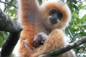 极度濒危的海南长臂猿如何被拯救？图片