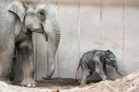 新生小象图片