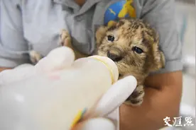 “双节”同庆！动物王国喜迎幼狮四胞胎图片