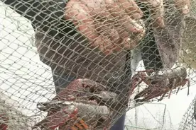 特别之年·特别丰收丨捞虾捕蟹赶鸭子，通河生态稻立体种养“一水双收”图片