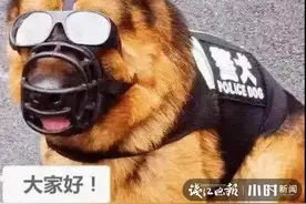 半山派出所警犬“黑焰”有个小爱好，一趟巡山下来，嘴里常常叼着野兔图片