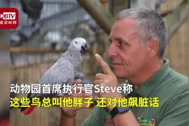 英国一动物园5只灰鹦鹉互教脏话大骂游客，被教“重新做鸟”图片