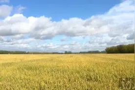 “秸秆专家”闯三关 水稻亩产增加300斤图片