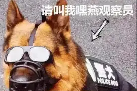 杭州一条神奇警犬，抖音播放量飙到2500万！它的弱点有点可爱图片