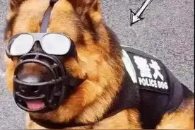 杭州一条神奇警犬，抖音播放量飙到2500万！它的弱点有点可爱图片
