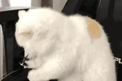 为了做出更好吃的藕粉，他们用上了流体力学和弹性力学图片