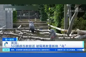 英国伦敦5只鹦鹉互教脏话骂游客 已被隔离，重新做“鸟”图片