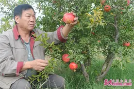 淄博淄川：天然富硒资源让“土疙瘩”变“金招牌”图片