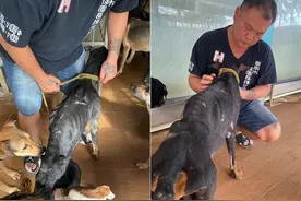 杜宾犬瘦到剩骨头！　奔走20公里找食物...获救「塞他怀里诉苦」图片