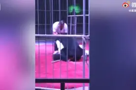 惊险！濮阳一马戏团400斤黑熊失控突然攻击驯兽师，官方回应了图片