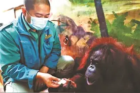 炖骨汤里加红枣 喂板蓝根防感冒 动物园饲养员想辙给猩猩保温图片