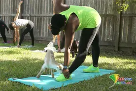 美国休斯敦：“山羊瑜伽”受欢迎图片