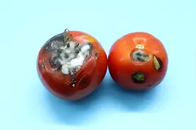 西红柿烂了别丢，越烂就越好，以前丢掉都浪费了图片