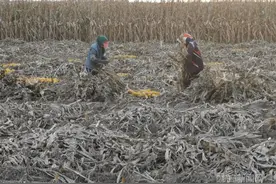 特别之年·特别丰收丨黏玉米丰收，亚沟黏豆包能管够吃图片