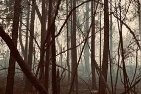 超5万人流离失所，谁开启了加州“火焰山模式”？图片