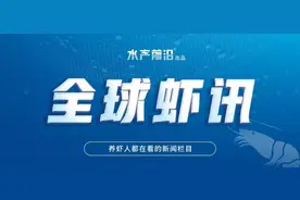 直接断货！国产活虾火爆图片