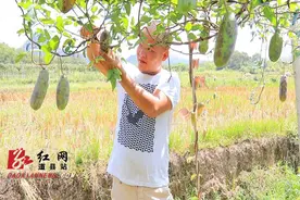 道县：八月瓜成“致富瓜”图片