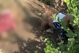 小泰迪不幸身亡 狗妈妈一个动作让人泪目！好心人：它跳了好几次图片