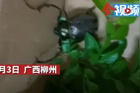 鹿寨出现一只彩色长臂甲虫，疑为国家保护动物“阳彩臂金龟”图片
