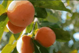 刚摘下的柿子苦涩难吃？教你一招，柿子快速催熟，变得脆甜又好吃图片
