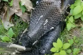 深圳一公园现3米长眼镜王蛇！警方提醒：遇蛇千万别招惹图片