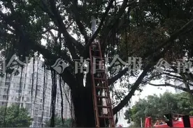 担心被处罚，柳州外卖小哥突然爬上大树，死活不下来图片