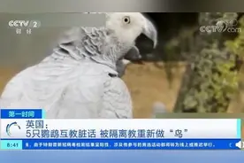 英国5只骂脏话鹦鹉被隔离，被教重新做“鸟”，它们曾对游客爆粗口图片