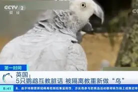 英国5只骂脏话鹦鹉被隔离，被教重新做“鸟”，它们曾对游客爆粗口图片
