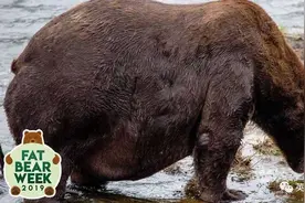 母子大战，败者逆袭！这场“胖熊争霸赛”，最胖的崽就是冠军图片