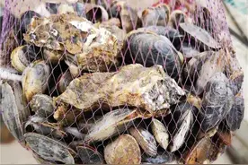 “一挖一麻袋”！原来青岛大姨都在这赶海图片