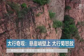 大美中国｜太行奇观：悬崖峭壁上 太行菊怒放