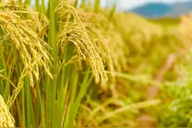 闻到米香了吗？你的长假是农民伯伯的开镰季，浙江第一波晚稻新米上市图片