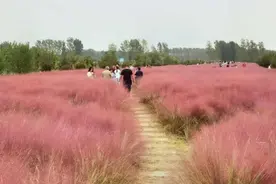 粉黛乱子草花开梦幻，舞阳交警全力呵护这个“新晋”网红打卡地图片