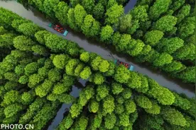 江苏金湖：醉享水上森林公园图片