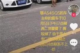 两条狗“破坏”车主私家车，店家表示与车主协商处理图片
