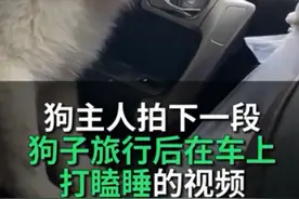 旅游归来狗困到打瞌睡 网友：瞧把孩子累的，躺下睡嘛图片