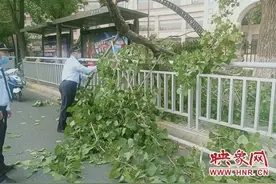 10米高空中20厘米的粗大树枝垂直砸下 幸未伤到行人图片