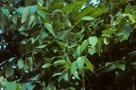 能治病的调味品——肉桂图片
