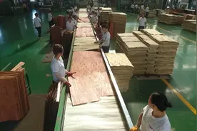 河北文安：打造板材产业集群 助推区域经济发展视频封面