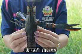 比小龙虾大2-3倍，出肉率还是它的2.5倍，本塘澳洲淡水龙虾旺季来袭图片