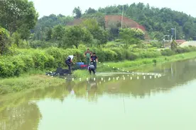 湘潭县：本地罗氏虾已新鲜上市 吃虾不再“求”远方图片