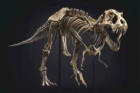全球最著名霸王龙化石拍出3180万美元，引古生物学家担忧图片