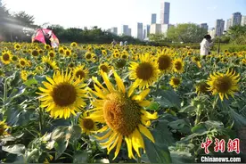 “黄金周”畅游福州花海图片