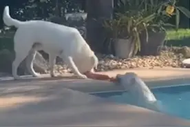 聪明的拉布拉多犬哥哥用咬绳救起落水的犬妹妹，视频爆红网络图片