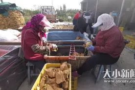 山东烟台：大苇子村丑梨喜获丰收图片