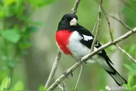 找到一只一半雄性一半雌性的小鸟，连羽毛花色都是对半长的图片