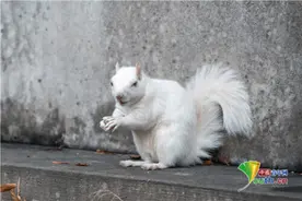 摄影师抓拍罕见白化小松鼠 全身雪白觅食模样超萌图片