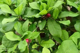 柠檬不一定是酸的，也有可能是甜的丨花花万物图片