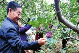 天水岳家村热心人岳应忠 60岁学花椒种植带领村民致富图片